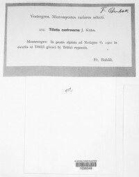 Tilletia controversa image